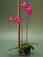 Orchid Phaelaenopsis Standard Purple